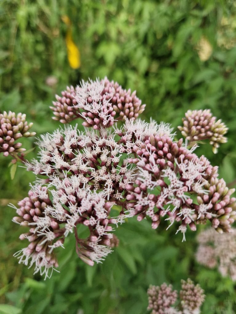 élixir floral d'eupatoire chanvrine