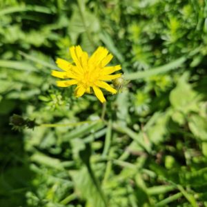 élixir floral de pissenlit