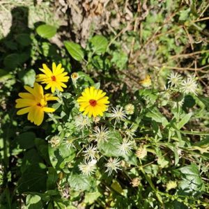 Élixir floral de Calendula