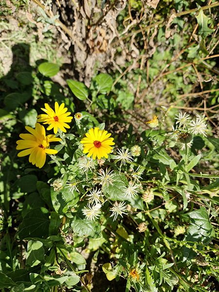 Élixir floral de Calendula