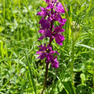 elixir floral d'orchis élevé