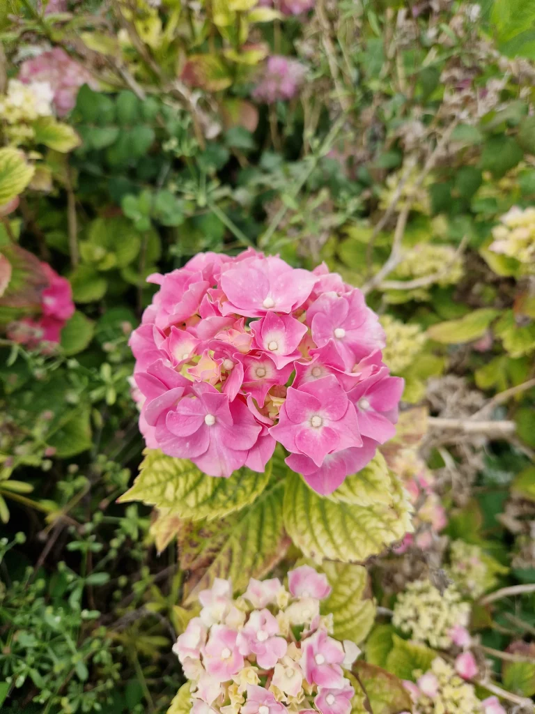 elixir-floral-d'Hortensia