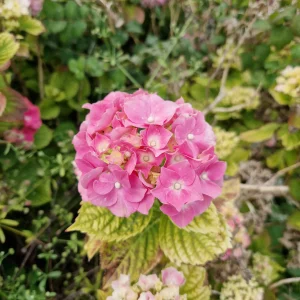 elixir-floral-d'Hortensia