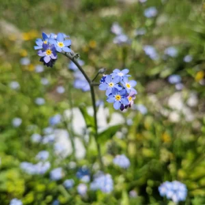 elixir-floral-Myosotis