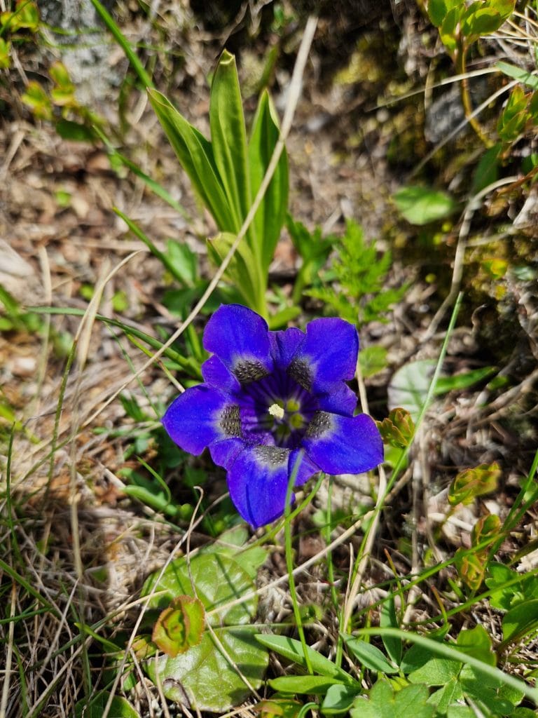 elixir-floral-gentiane de Koch