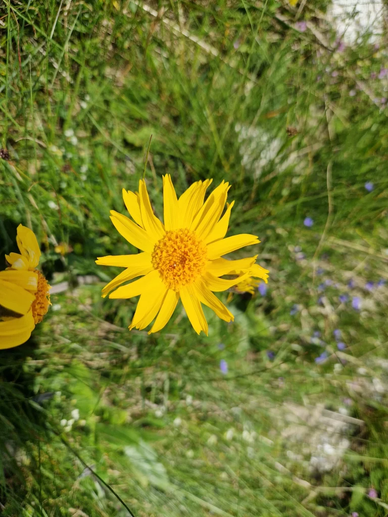 elixir d'Arnica