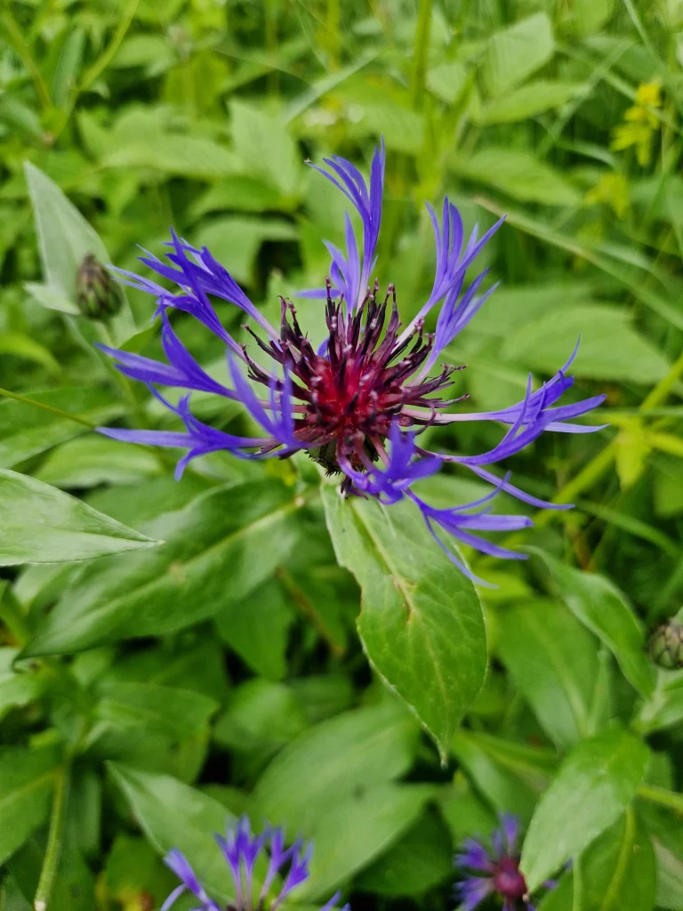 elixir-floral-de-centaurée