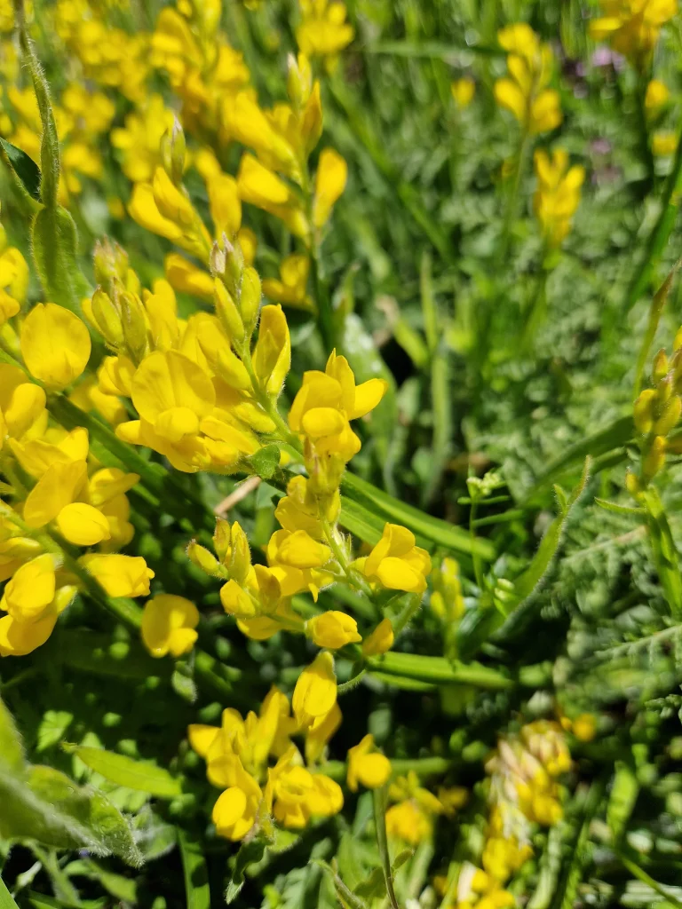 elixir-floral-de-genet