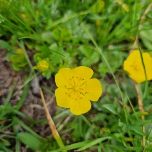 fleur de bach hélianthème Rock Rose 26