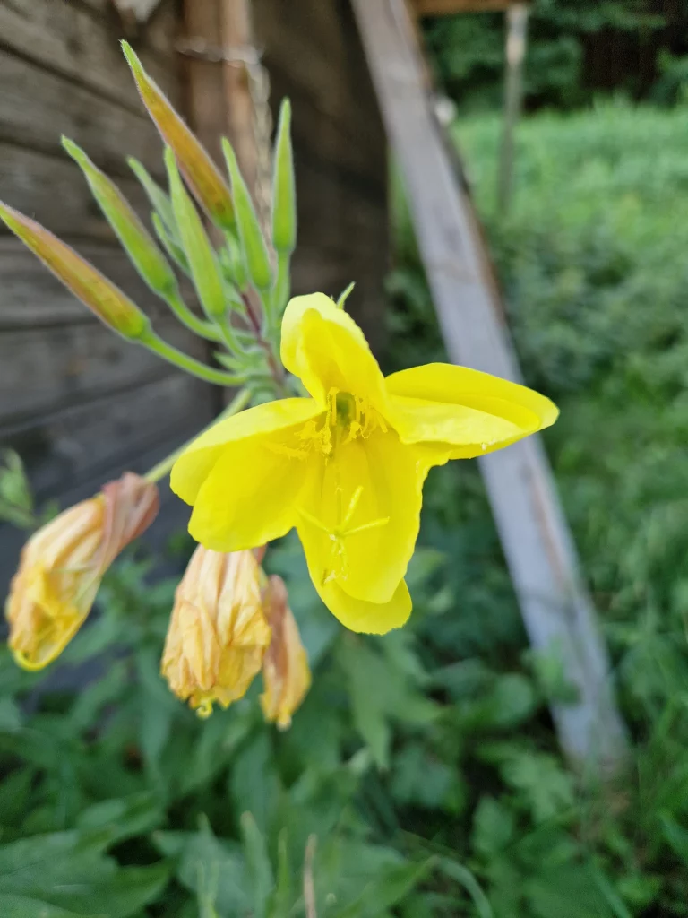 elixir floral d'onagre