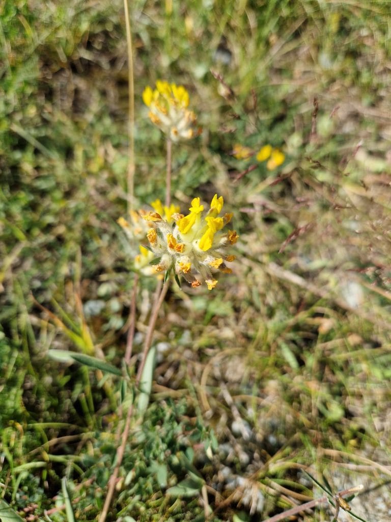 élixir floral de vulnéraire
