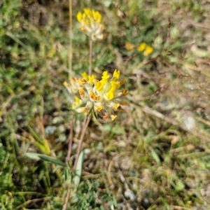 élixir floral de vulnéraire