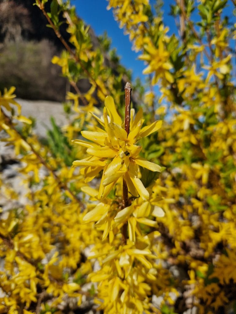 elixir-floral-de-forsythia