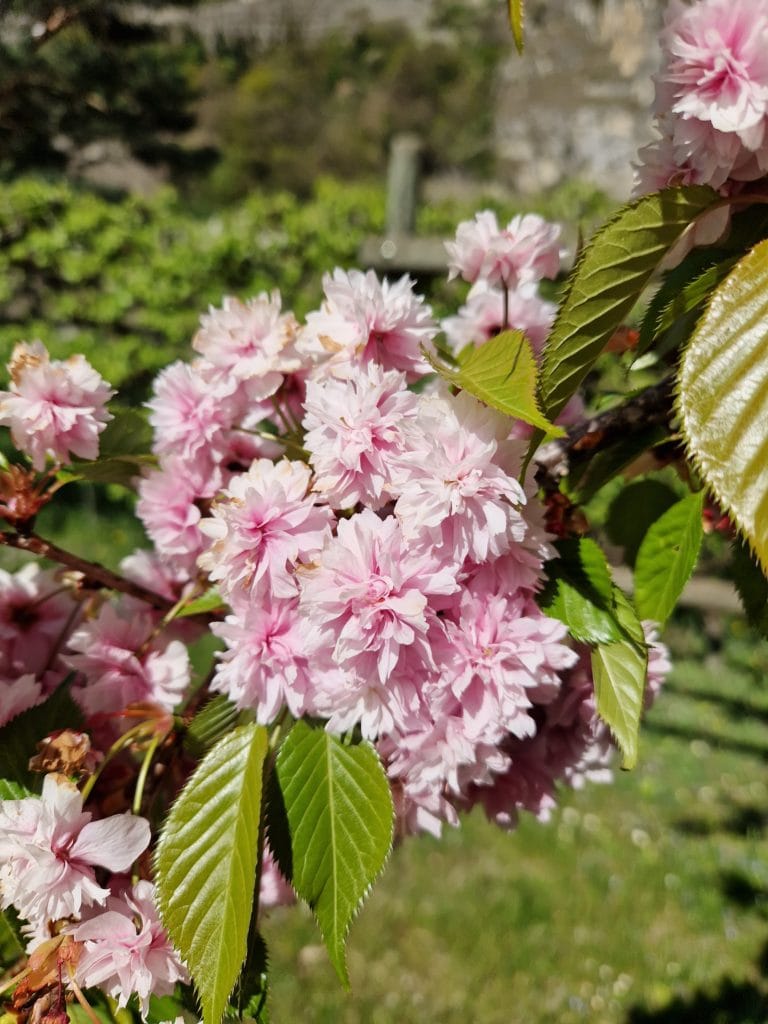 Elixir-floral-de-cerisier-du-Japon
