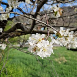 elixir-floral-abricot-du-valais