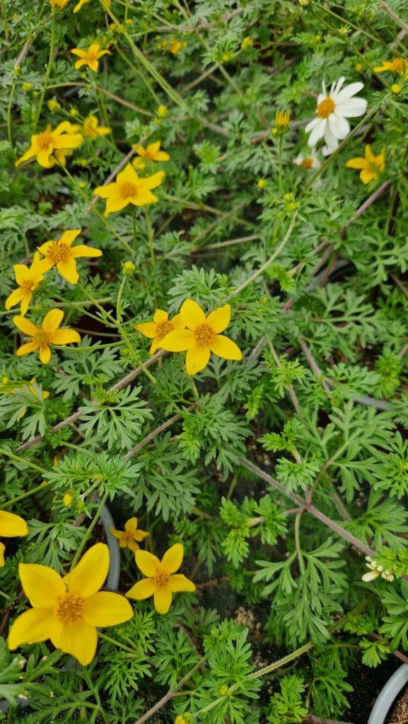 élixir floral de bidens à feuille de férule