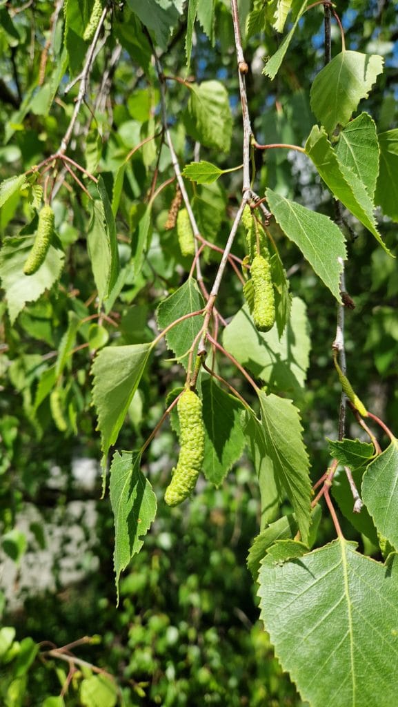 elixir floral de bouleau
