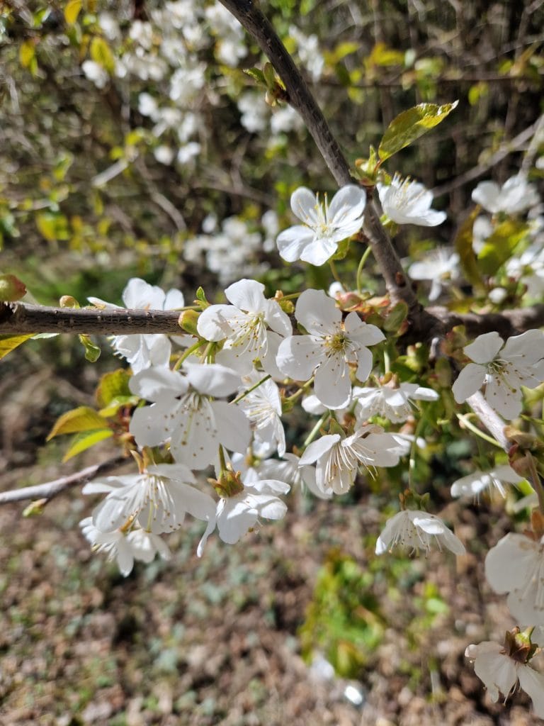 elixir-floral-de-cerisier-acide-des-Alpes