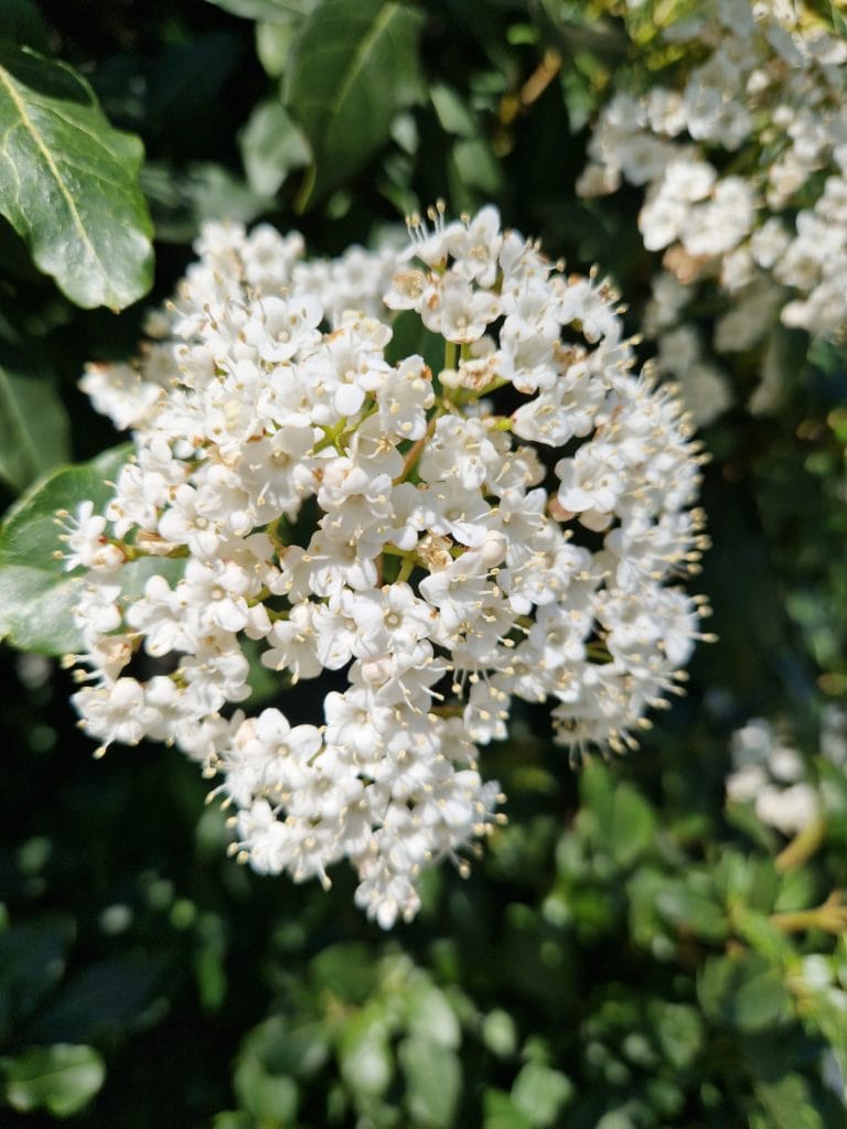 elixir floral de laurier tin