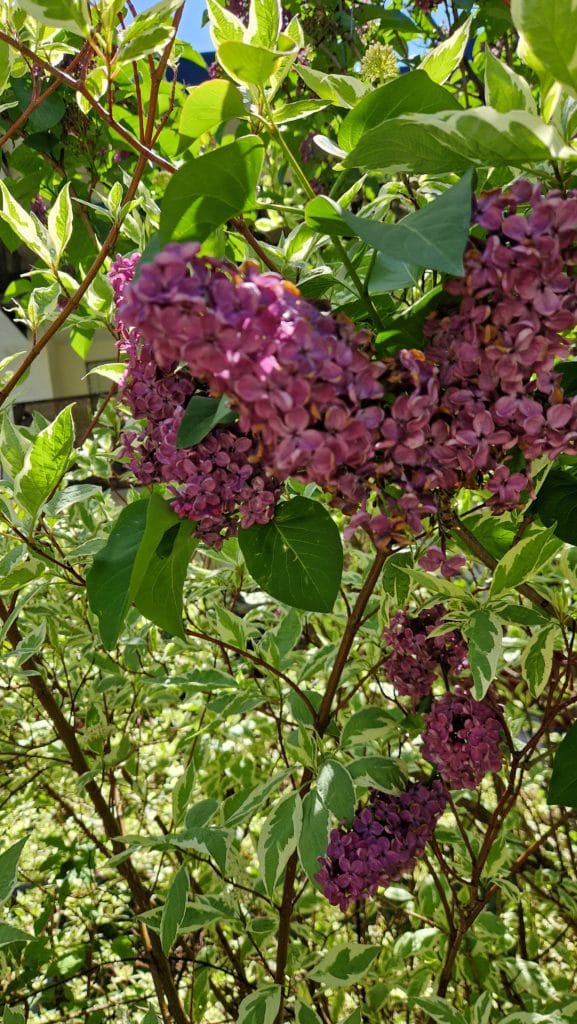 elixir floral de lilas