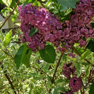 elixir floral de lilas