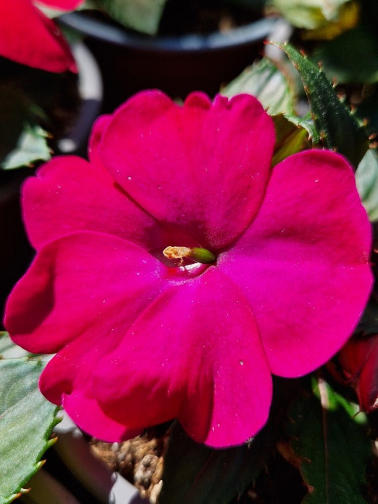 élixir floral impatiens-nouvelle guinée