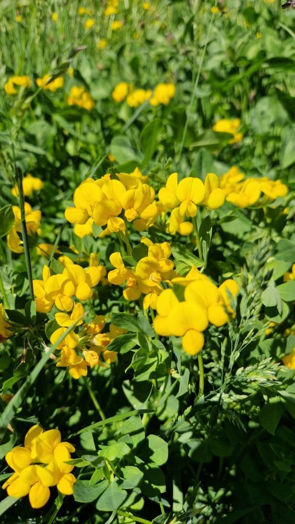 élixir floral de lotier corniculé