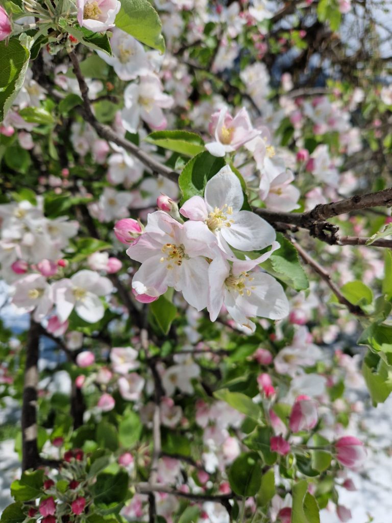 fleur de Bach pommier sauvage crab apple n°10