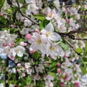 fleur de Bach pommier sauvage crab apple n°10