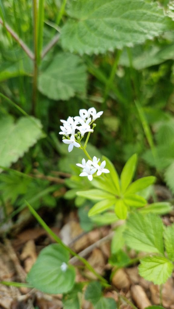 élixir floral d'aspérule odorante