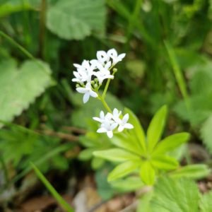 élixir floral d'aspérule odorante