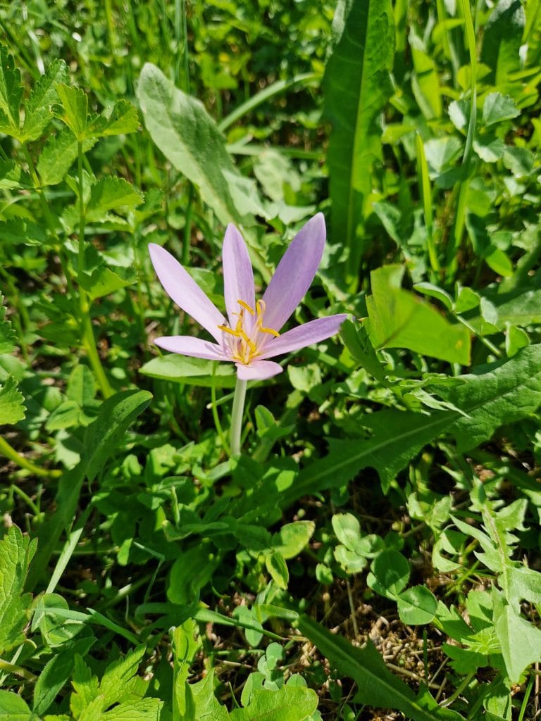 élixir floral de colchique
