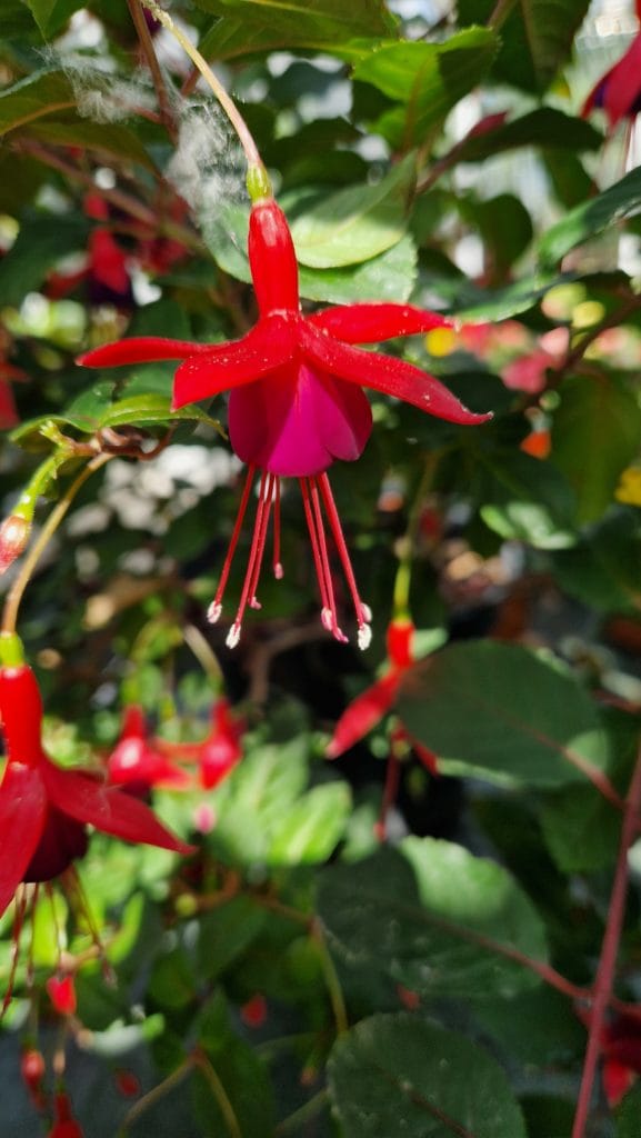 elixir floral de fuchsia de magellan