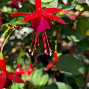 elixir floral de fuchsia de magellan