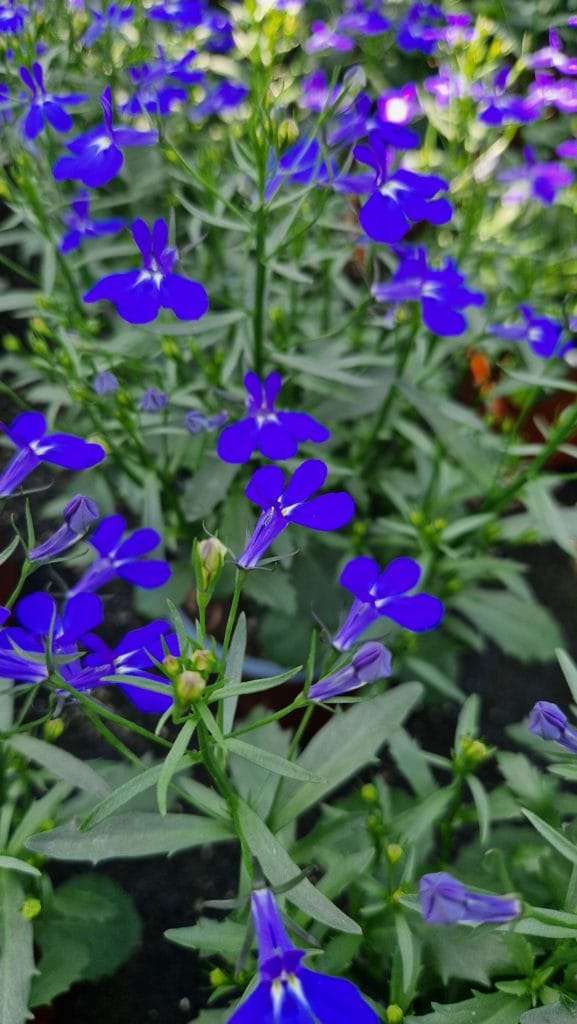 elixir floral de lobélie érine