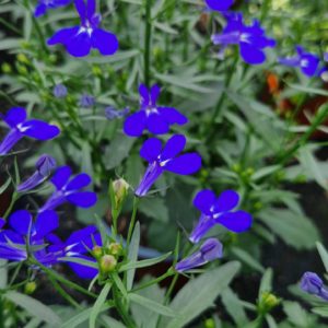 elixir floral de lobélie érine