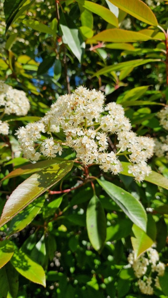 elixir floral de photinia