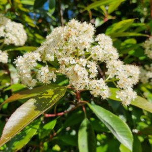 elixir floral de photinia