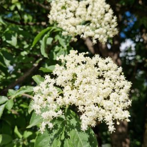 elixir floral de sureau blanc