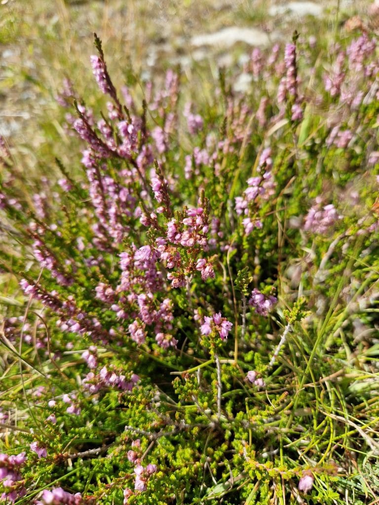 fleur de bach bruyère Heather 14