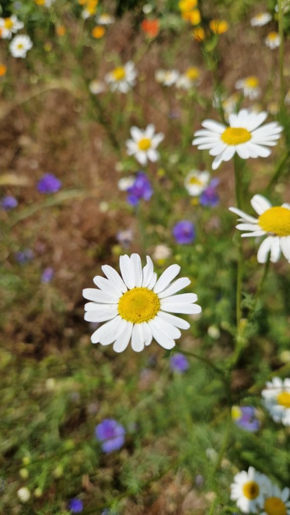 élixir floral camomille inodore