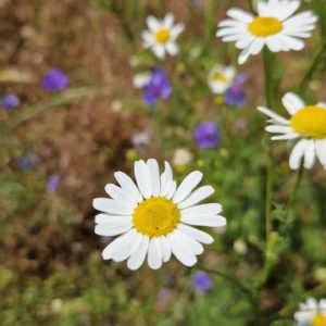 élixir floral camomille inodore