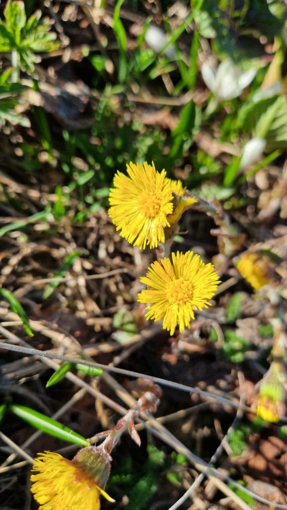 élixir floral de tussilage