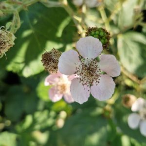 élixir floral de mûre sauvage