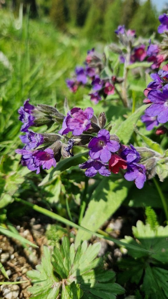 élixir floral pulmonaire des montages