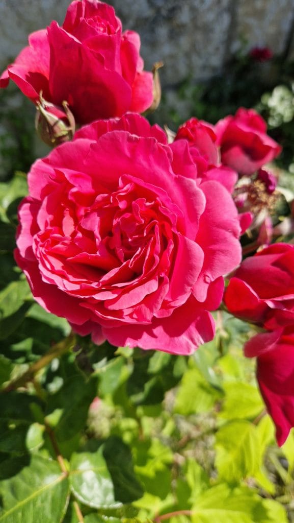élixir floral rosier odorant