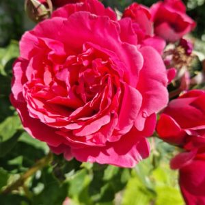 élixir floral rosier odorant