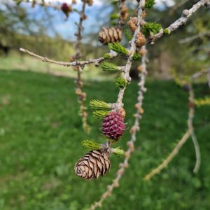 fleur de bach mélèze Larch 19