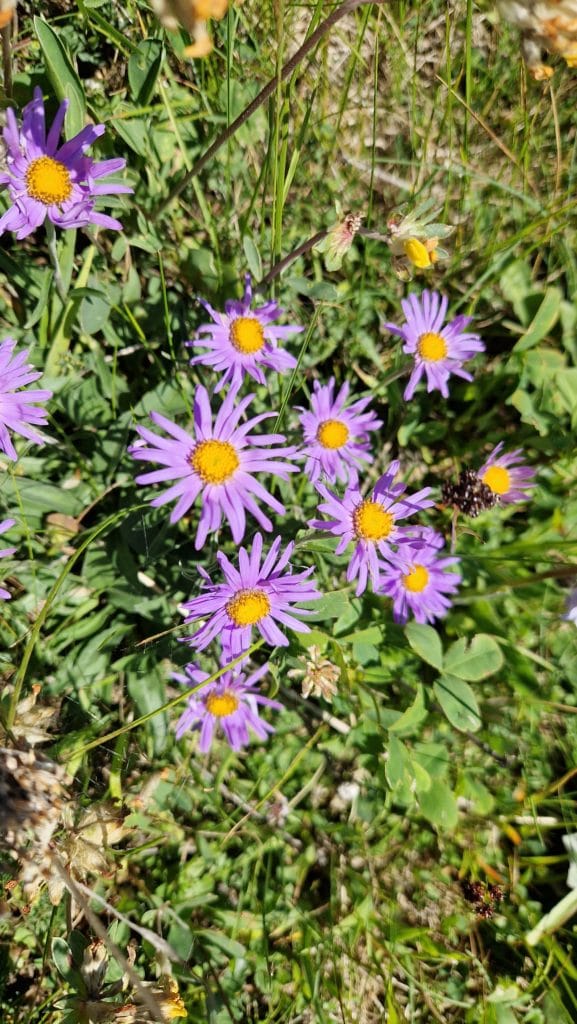 élixir floral aster des alpes