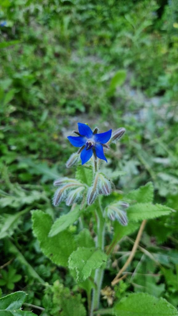 élixir floral de bourrache